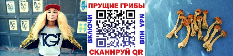 Псилоцибиновые грибы Psilocybine cubensis Волосово