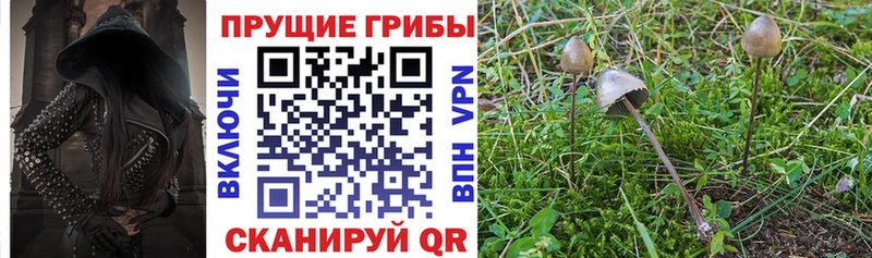 купить цена ОМГ ОМГ как войти Псилоцибиновые грибы прущие грибы Волосово